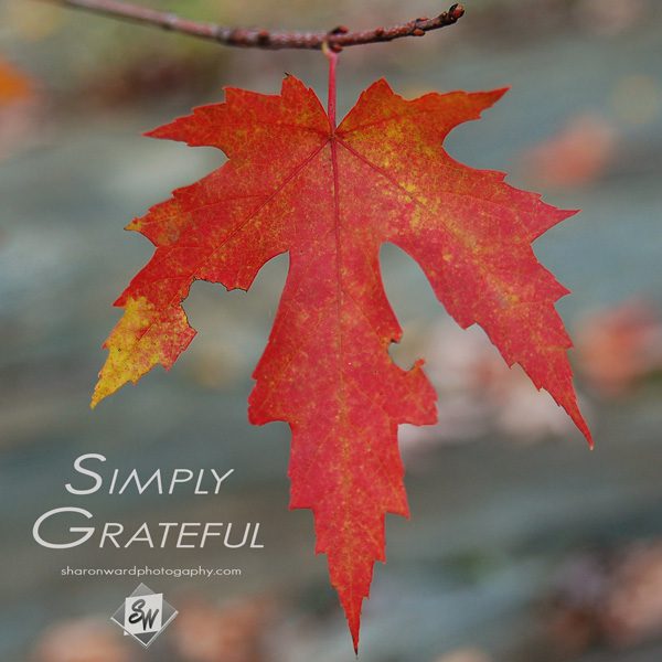 Simply Grateful 2014 5x5